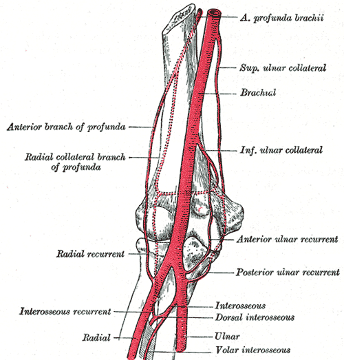 <p>Elbow Joint Arterial Anastomosis