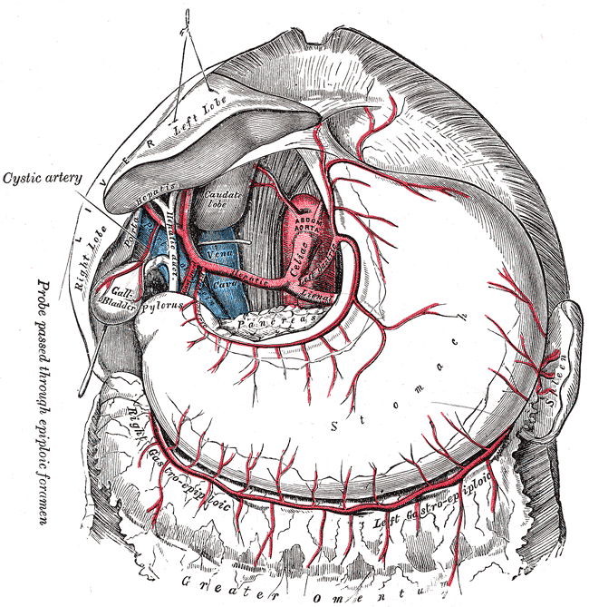 <p>The celiac artery and its branches, Liver; Left Lobe, Stomach, Right Gastroepiploic artery, Greater omenta, Sleen, Caudate