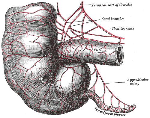 <p>Appendix, Terminal part of Ileocolic, Cecal Branches, Ileal Branches, Ileum, Appendicular Artery, Vermiform process, Cecum