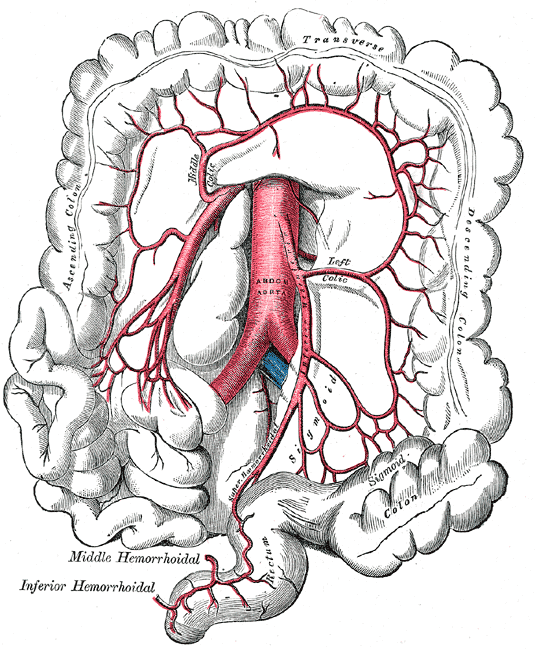 <p>The inferior mesenteric artery and its branches, Colon; Ascending; Transverse; Descending, Inferior Hemmorhoidal, Abdomina