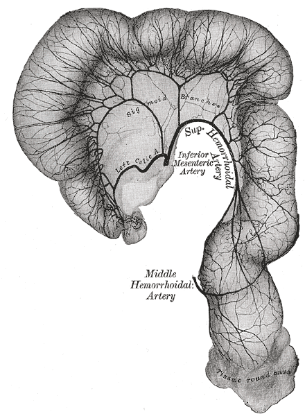 <p>marginal artery of drummond, Middle and Superior Hemorrhoidal artery, Inferior Mesenteric Artery, Sigmoid Branches</p>