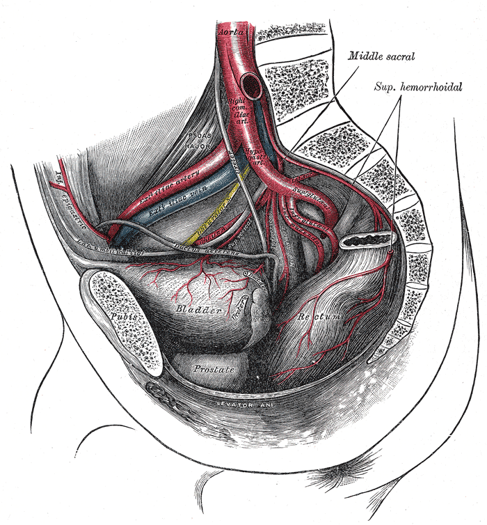 <p>The arteries of the pelvis, male abdomen, Right Common Iliac Artery, Hypogastric Artery, Superior Gluteal Artery, Infra gl