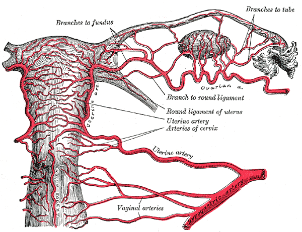 <p>Uterine Artery and its branches, Vaginal Artery and its Branches, Branches to Fundus, Branches to tube, Arteries of cervix