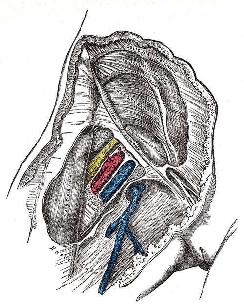 <p>Femoral Canal Arteries and Veins, Great saphenous veins, Femoral Nerve</p>