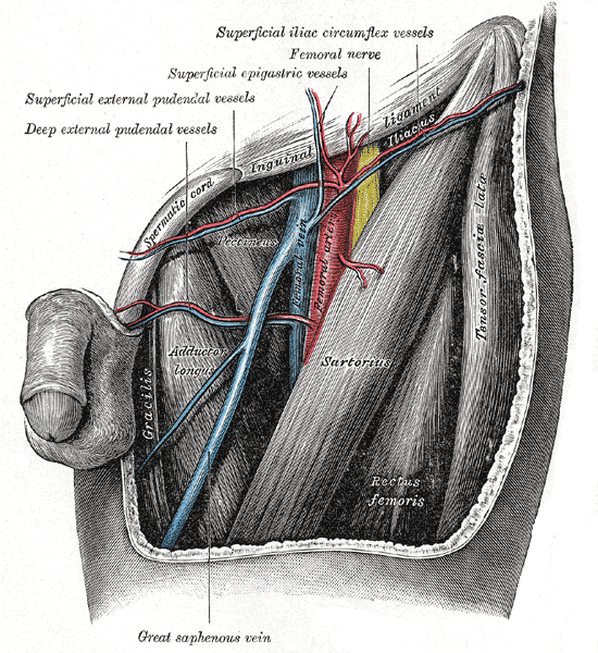 <p>Femoral Triangle Structures