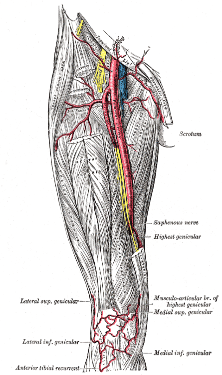 <p>Femoral Artery and it's Branches</p>