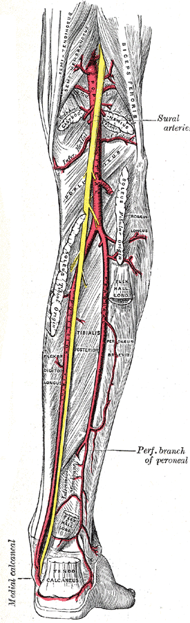 <p>Posterior view of the Nerve and Arteries of the Leg, Sural Arteries, Popliteal Artery, Posterior Tibial Vein</p>