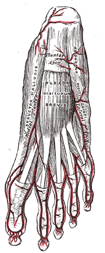 <p>Artery Branches of the Foot</p>