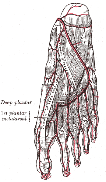 <p>Arteries for the Bottom of the foot; Lateral and Medial Plantar Artery, Plantar Metatarsal artery</p>