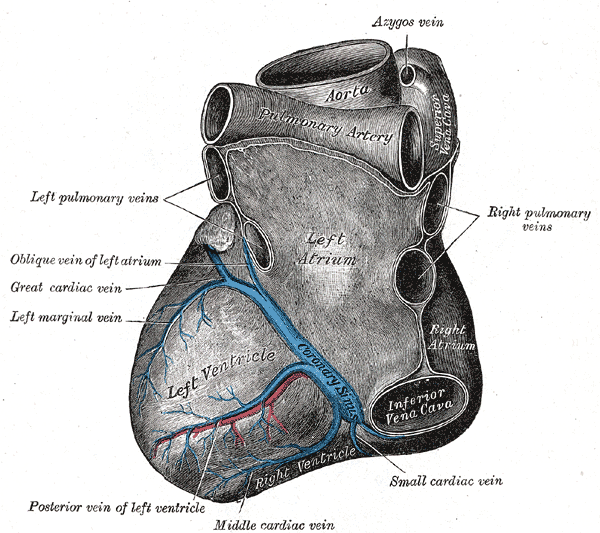 <p>Veins of the Heart, Coronary Sinus Vein, Middle Cardiac Vein, Anterior vein of left ventricle, Left Marginal vein, Great c