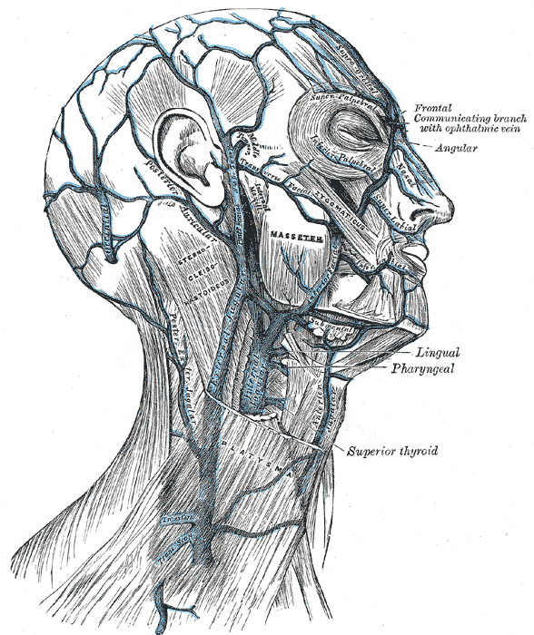 <p>Veins of the Neck, Head, and Face, and Their Branches