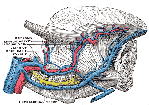 <p>Arteries and the Veins of the Tongue, Internal Jugular vein, Dorsalis linguae artery, Lingual vein, Veins of Dorsum of Ton