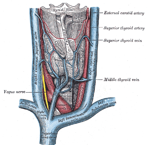 <p>Veins and Arteries of the Neck