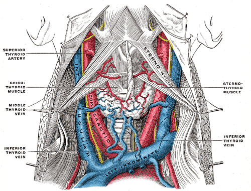 <p>Jugular Veins and Arteries of the Neck; Colored diagram</p>