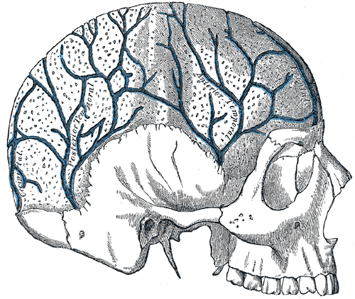 <p>Veins in the Skull, Occipital, Posterior temporal, Anterior Temporal</p>