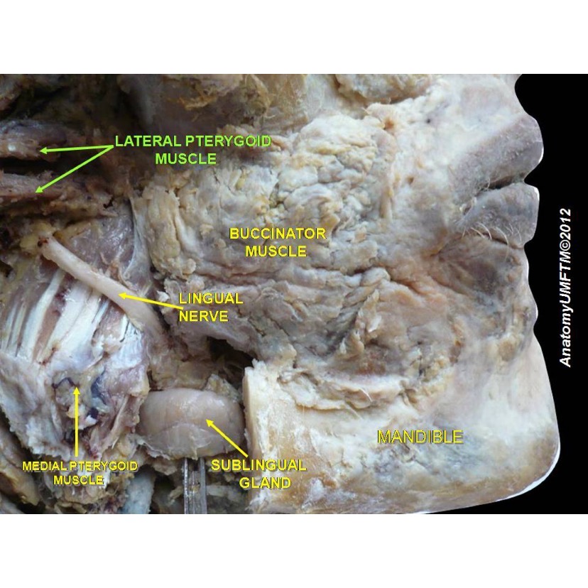 Lingual nerve and its anatomical relations.
