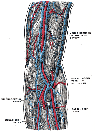 <p>Brachial Arteries and Veins, Venae comites of brachial artery, Anastomosis of radial and ulnar, Radial deep veins, Interos