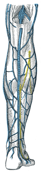 <p>Venous drainage of the right leg; Posterior view, Small saphenous vein, Sural nerve</p>