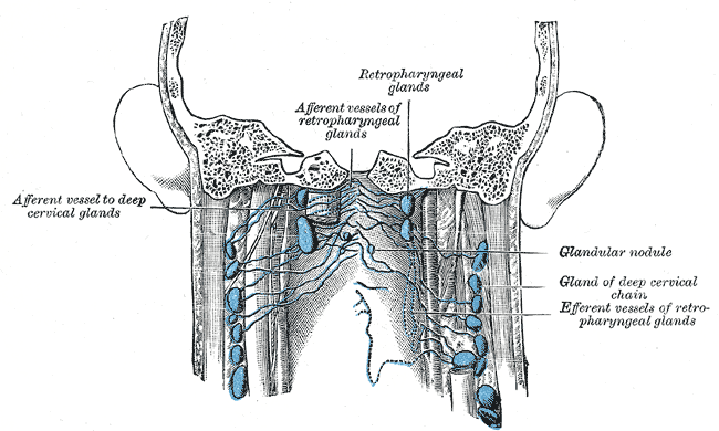 <p>Lymph nodes of the neck; Posterior view, Afferent vessel to deep cervical glands, Afferent vessels of retropharyngeal glan