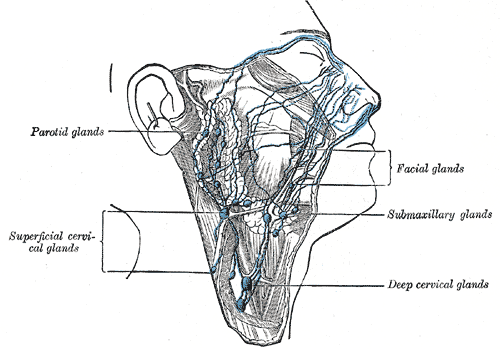 <p>Lymphatics of the oral and Nasal Cavity, Parotid glands, Superficial cervical glands, Deep cervical glands, Submaxillary g
