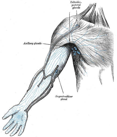<p>Lymph nodes of the arm, Deltoid pectoral glands, Axillary glands, Supratrochlear gland</p>