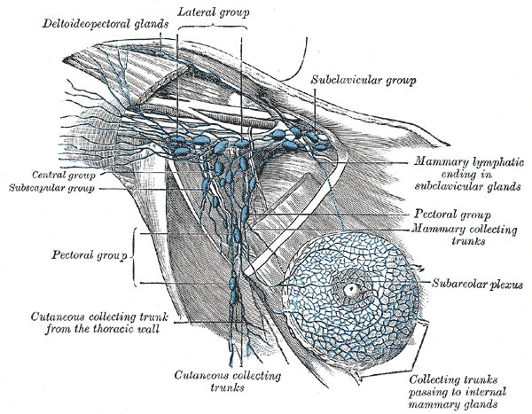 <p>Axillary lymph nodes, Deltoideo Pectoral glands, lateral group, Subclavicular group, Central group, Subscapular group, Pec