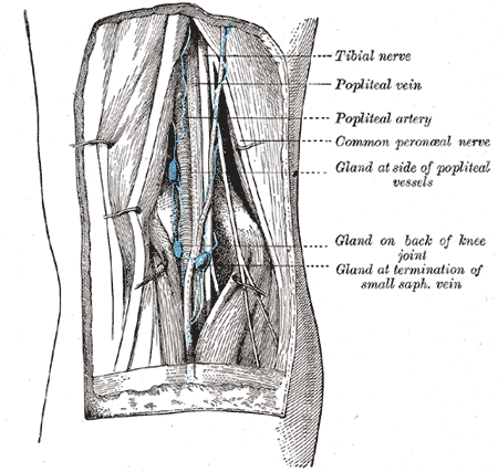 <p>Popliteal Lymph nodes, Tibial nerve, Popliteal vein, Popliteal artery, Common peroneal nerve, glad at side of popliteal ve