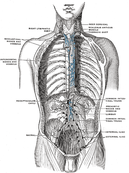 <p>Lymphatic vessels of the Thorax, Right lymphatic duct, Mediastinal nodes and vessels, Intercostal nodes and vessels, Recep