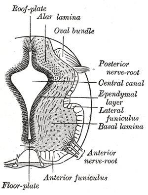 <p>Neurology, Neural tube, Alar lamina, Oval bundle, Posterior nerve root, Central canal, Ependymal layer, Lateral funiculus, Basal lamina, Anterior nerve root, Anterior funiculus