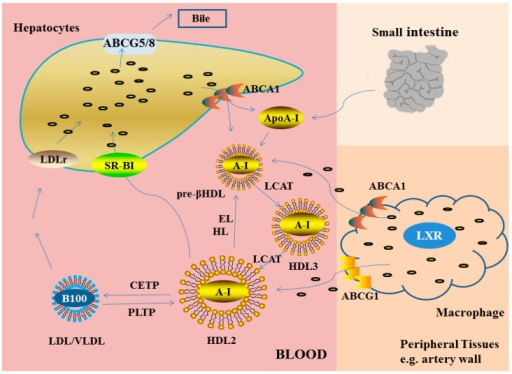 Reverse cholesterol transport
see Text Pathophysiology section for explanation