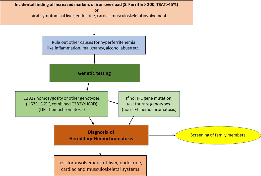Flow chart for investigation of Hereditary Hemochromatosis