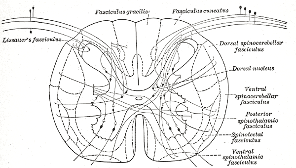 <p>Structures of the Gray matter, Spinal Cord, Connections of afferent (sensory) fibers; posterior root with the efferent fib