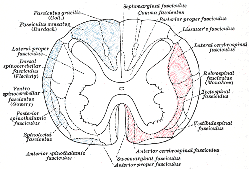<p>Nerve Fasciculi, Neurology, Principal Fasciculi of the Spinal Cord</p>