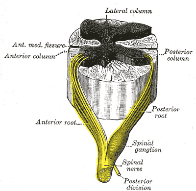 <p>Roots of the Spinal Nerve, Neurology, A spinal nerve with its anterior and posterior roots, Posterior and Anterior column,