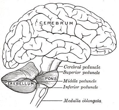 <p>Brain, Encephalon, Connections of the several parts of the brain, Cerebrum, Cerebellum, Pons, Cerebral; Superior; Middle; 