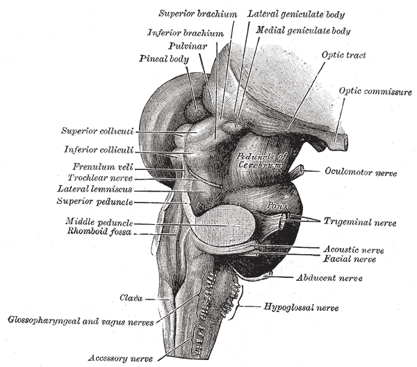 <p>The Hind-brain or Rhombencephalon, Hind and mid-brain; Postero-lateral view, Peduncle of Cerebrum, Pons, Pineal body</p>