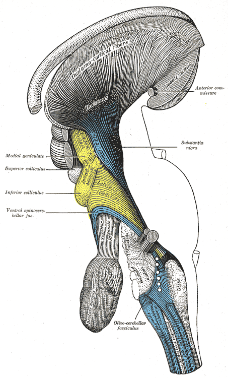 <p>The Hind-brain or Rhombencephalon, Deep dissection of brain-stem; Lateral view, Thalamus, Thalamocortical fibers, Caudate 