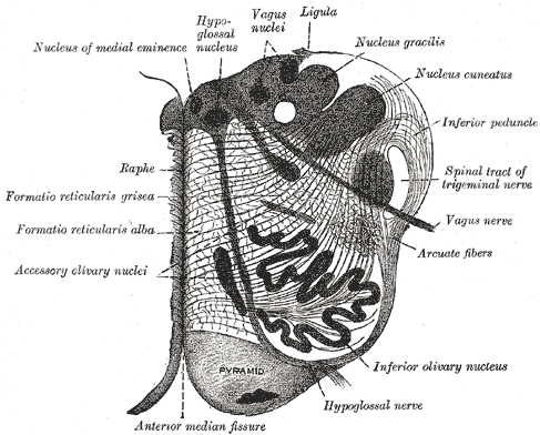 <p>The Hind-brain or Rhombencephalon; Cross Section of the medulla oblongata at about the middle of the olive, Pyramid, Raphe