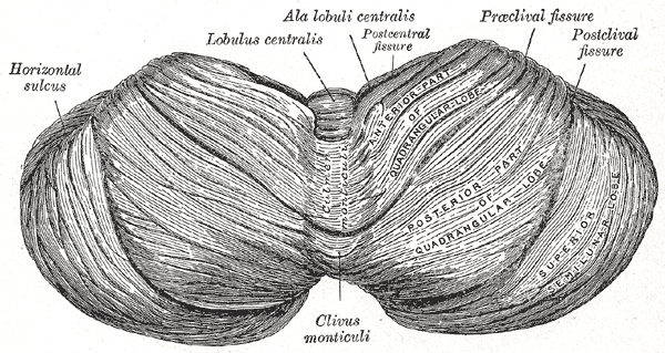 <p>The Hind-Brain or Rhombencephalon, Upper surface of the cerebellum</p>