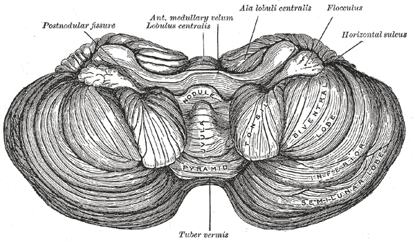 <p>The Hind-Brain or Rhombencephalon, Bottom Surface of the Cerebellum, Post Nodular fissure, Flocculus</p>