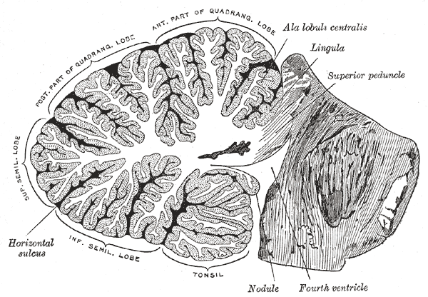 <p>The Hind-Brain or Rhombencephalon, Sagittal section of the cerebellum; near the junction of the vermis with the hemisphere