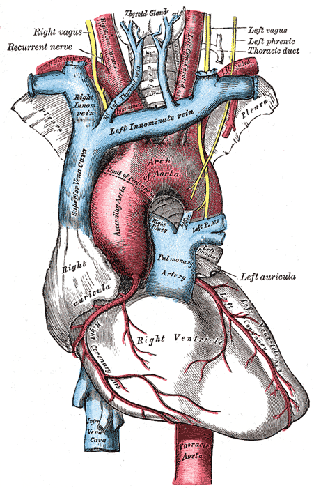 <p>Anatomy drawing of heart and related structures</p>