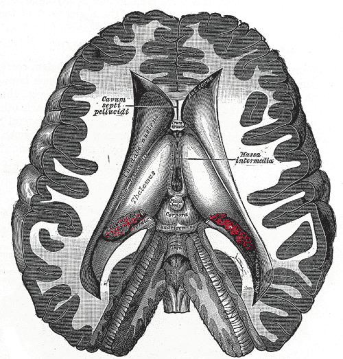 <p>The Fore-Brain or Prosencephalon, Dissection showing the ventricles of the brain, Cavum septi pellucidi, Hassa intermedia,
