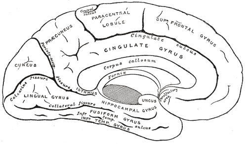 <p>Medial surface of left cerebral hemisphere, Cuneus, Gyrus and Fissure of the Left cerebral hemisphere, Corpus Callosum, Fo
