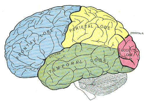 <p>Principal fissures and lobes of the cerebrum viewed laterally, Frontal Lobe, Parietal Lobe, Temporal Lobe, Occipital Lobe<