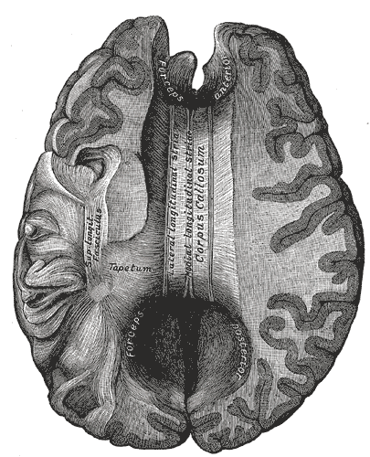 <p>Corpus callosum from above, Lateral and Medial longitudinal stria, Tapetum, Superior Longitudinal Fasciculus, Forceps Post