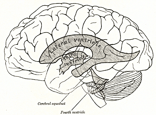 <p>Scheme showing relations of the ventricles to the surface of the brain, Lateral Ventricle, Third Ventricle, Cerebral Aqued