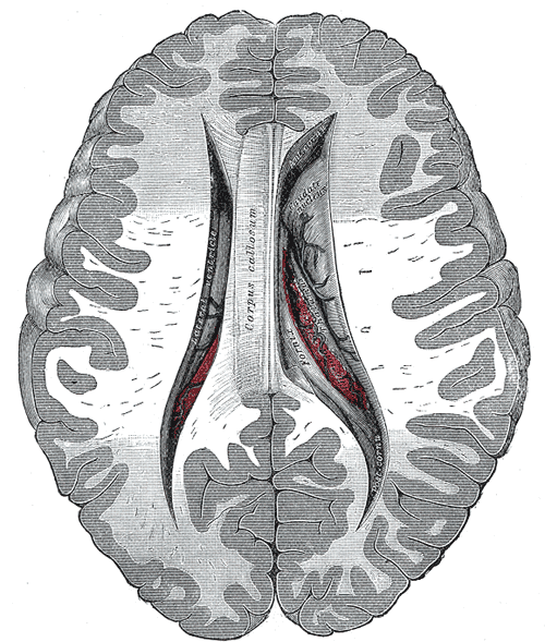 <p>Central; anterior and posterior cornua of lateral ventricles exposed from above, Corpus callosum, Caudate nucleus</p>