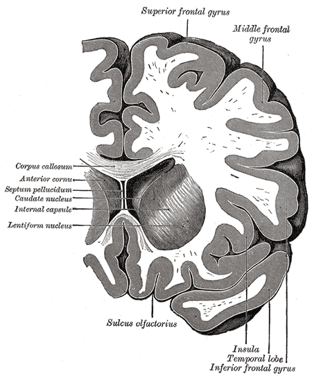 <p>Coronal section through anterior cornua of lateral ventricles, Superior frontal gyrus, Middle Frontal Gyrus, Corpus callos