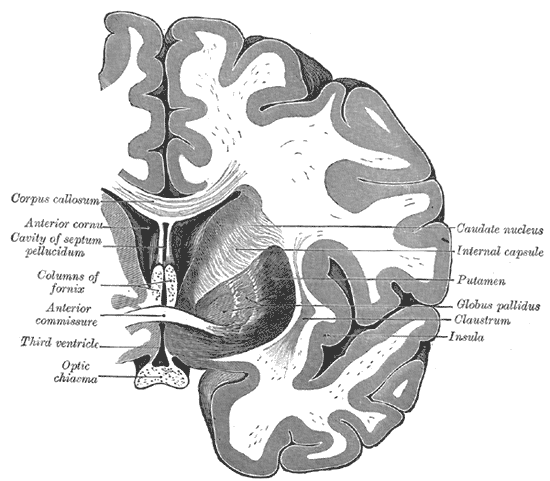 <p>Coronal section of brain through anterior commissure, Caudate nucleus, Internal Capsule, Putamen, Globus pallidus, Claustr